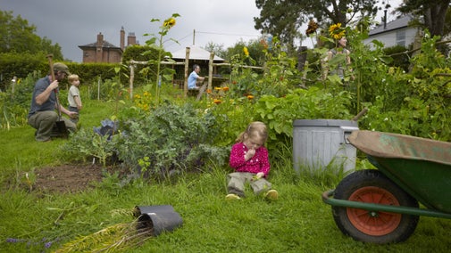 Family on the Community Allotments at Minnowburn, Co Down, Northern Ireland, with a small child sitting on the ground eating near a wheelbarrow in the foreground, with other members of the family behind, by growing vegetables and flowers